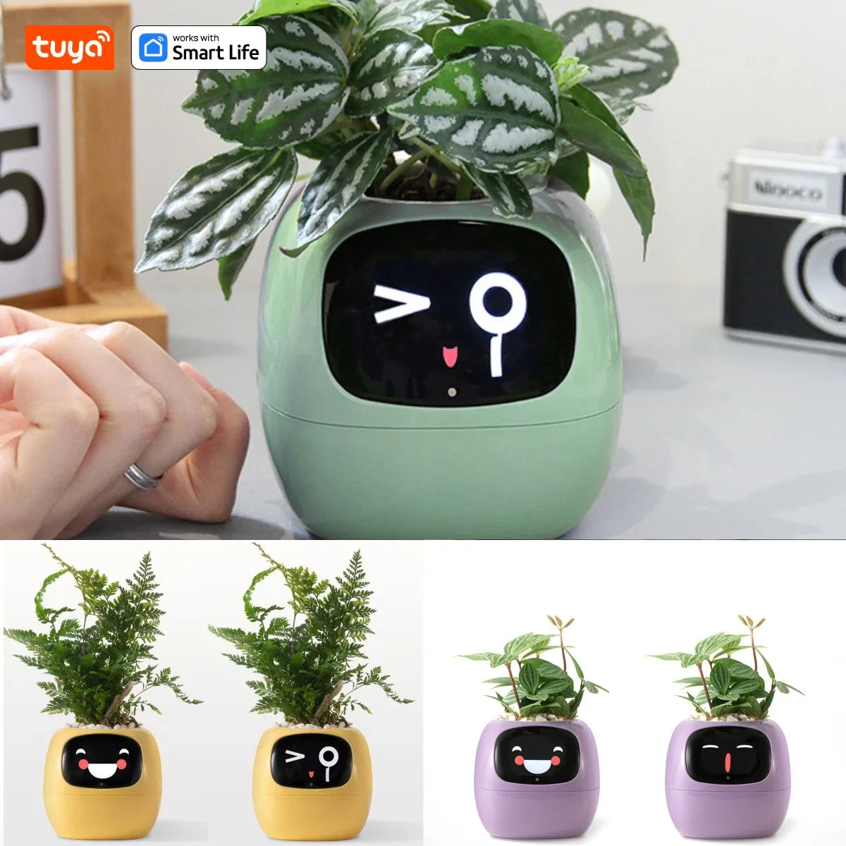Meet Ivy: The Smart Planter That Brings Your Plant to Life